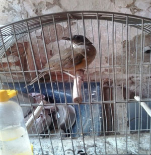 Polícia Ambiental de Tupã resgata 12 aves mantidas em cativeiro