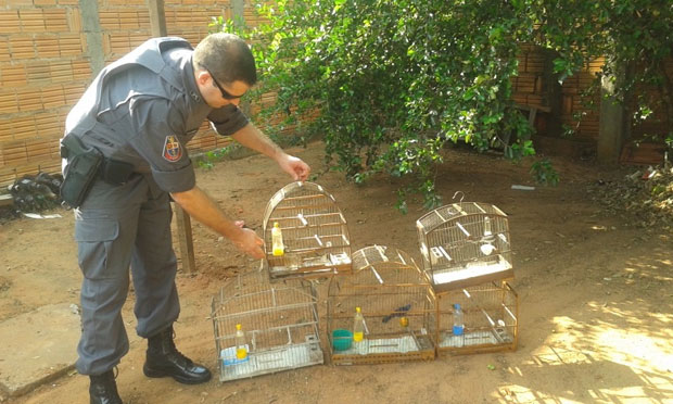 Tupãense é multado em R$ 17,5 mil por manter aves nativas em cativeiro