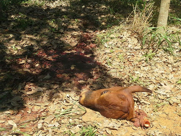 Animal é furtado e abatido em propriedade no bairro São Martinho