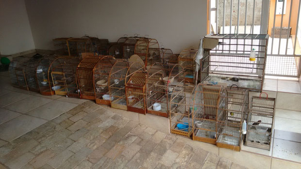 Morador de Tupã é multado em quase R$ 30 mil por manter aves em cativeiro