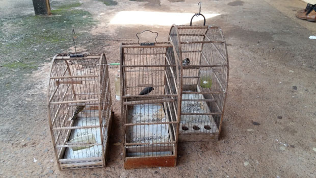Polícia Ambiental resgata aves silvestres no distrito de Conceição