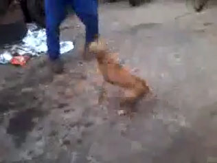 Vídeo de homem espancando animal em Tupã viraliza nas redes sociais