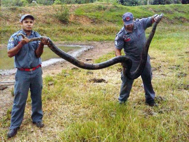 Sucuri de 2,5 metros é capturada em chácara de Junqueirópolis
