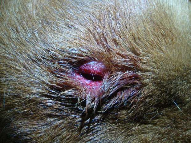 Polícia Ambiental resgata cachorro ferido a paulada em  Tupã