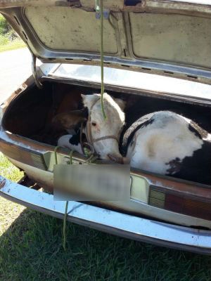 Grupo furta boi e carro quebra com animal no porta-malas durante fuga