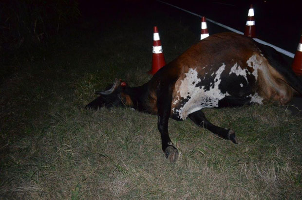 Morre motorista do Pálio que bateu em animal solto na pista na SP 294