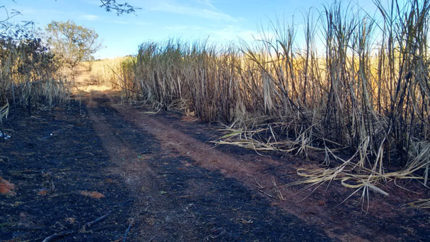 Polícia Militar Ambiental constata queimada em cana de açúcar em Tupã