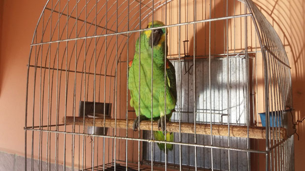 Morador irá responder por crime ambiental por manter papagaio em Iacri