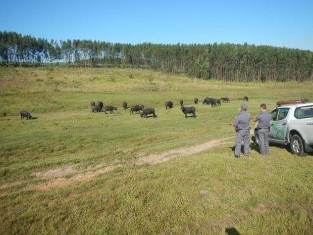 Fazenda com criação de búfalos é multada pela Polícia Ambiental de Tupã