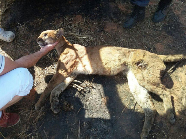 Bombeiros encontram onça ferida com tiro em canavial, em Queiróz