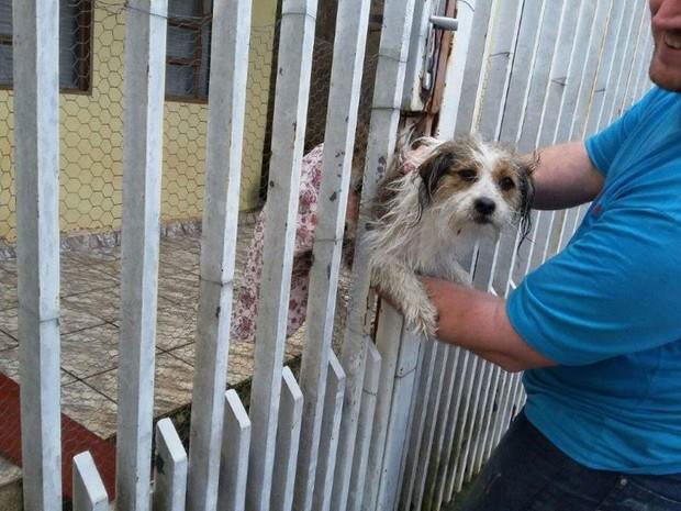 Bombeiros fazem resgate de cão preso em grade de portão em Tupã