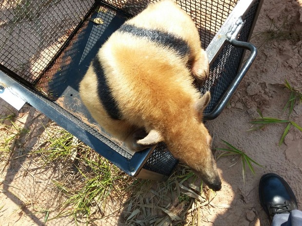 Tamanduá-mirim é resgatado após fugir de cinco cães em Tupã