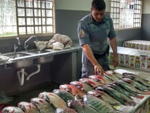 Polícia Ambiental apreende mais de 50 kg de peixe na região