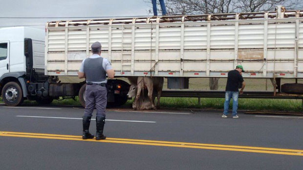 Assoalho de caminhão de boi cede e provoca acidente com animais