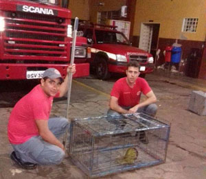 Bombeiros resgatam animais silvestres no centro da cidade