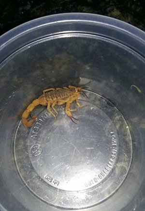 Moradores relatam infestação de escorpiões em diversos pontos da cidade