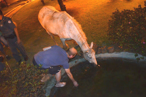 Três são flagrados com cavalo em carroça com sinais de maus-tratos, em Tupã