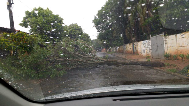 Chuva provoca queda de árvores nas vias de Tupã durante o feriado