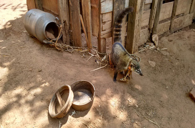 Polícia Ambiental resgata animais em condições de maus tratos em Tupã