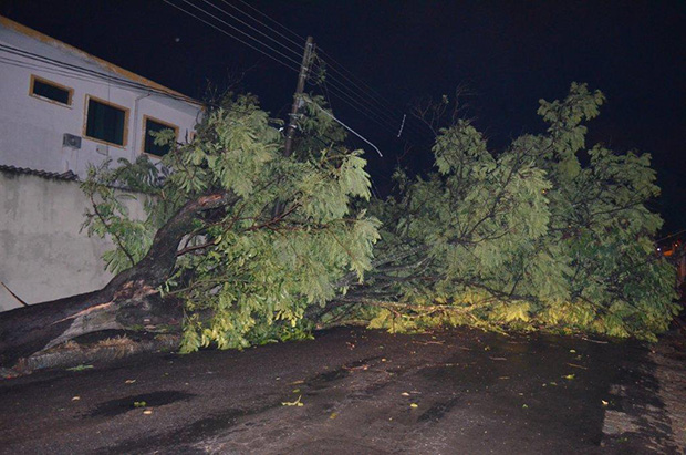 Chuva com vento forte derruba árvore que atinge rede elétrica em Tupã