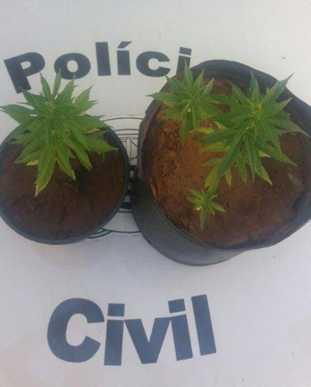 Polícia Civil encontra vasos com pés de maconha em imóvel de Herculândia