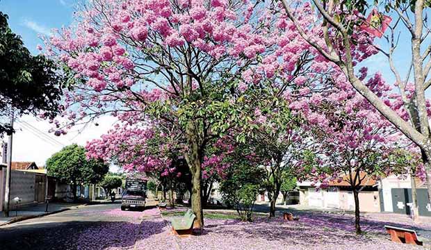 Temporada de Ipês deixa Tupã mais bonita