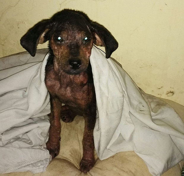 Cuidadora faz campanha para tratamento de cão resgatado coberto de óleo