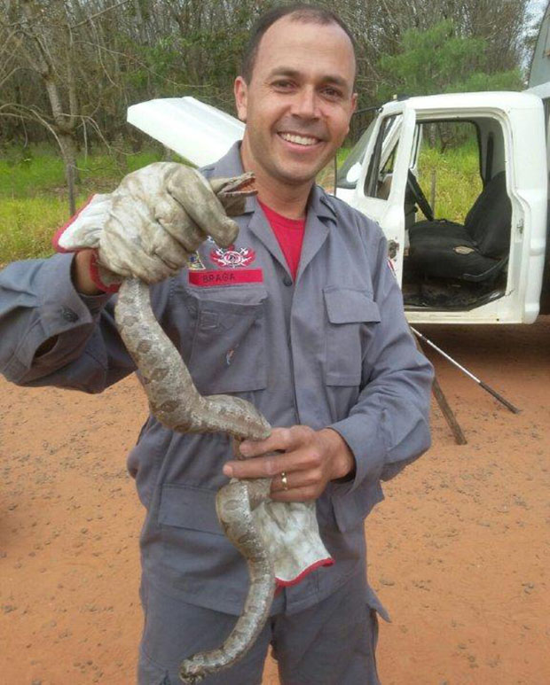 Jiboia é resgata de caminhão da prefeitura