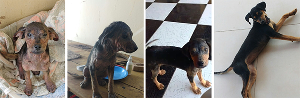 Cachorra resgatada coberta de óleo se recupera e ganha novo lar em Tupã