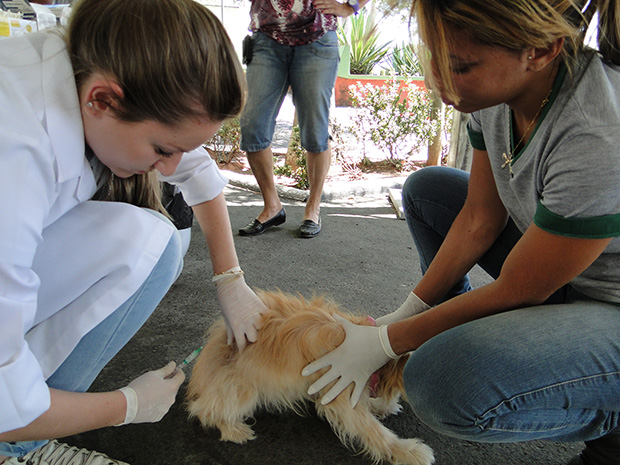 Saúde vacinou 400 animais em dois dias de Campanha