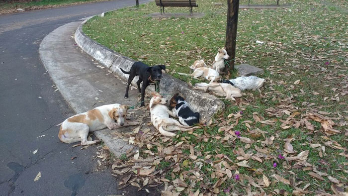 Cães são amarrados em poste e um deles morre enforcado em Botucatu