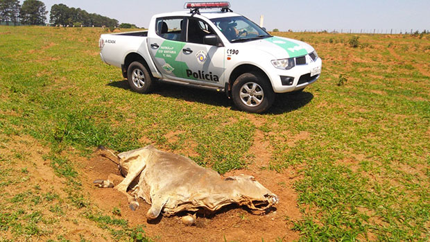 Polícia Ambiental aplica multa de R$ 114 mil por maus tratos em Herculândia