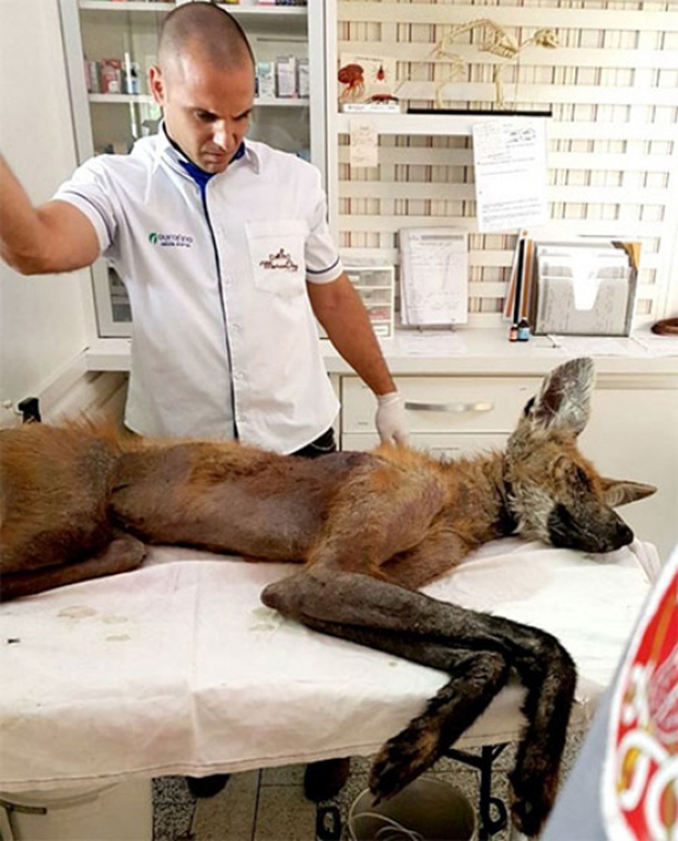 Bombeiros de Tupã resgatam lobo-guará