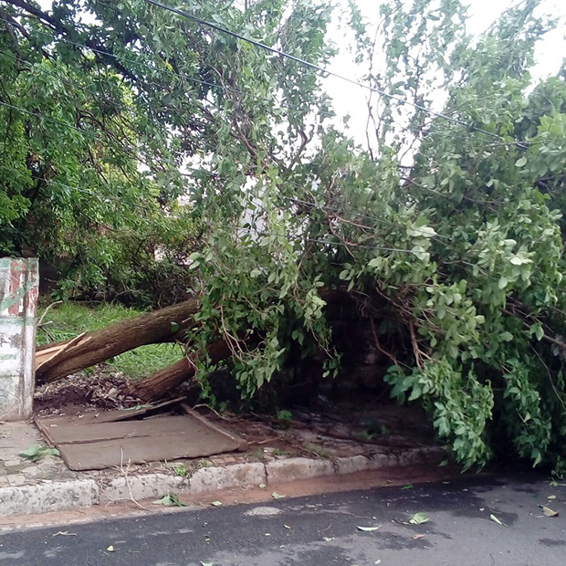 Vendaval derruba árvores e causa susto em Herculândia