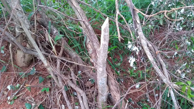 Polícia Ambiental constata o corte de 41 árvores nativas em Tupã