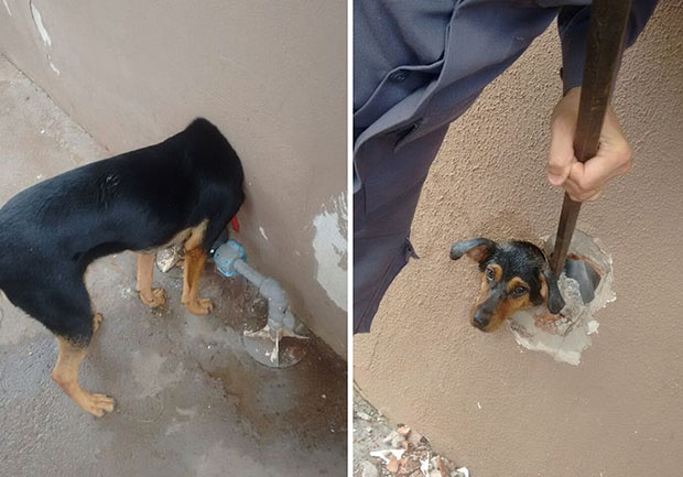 Bombeiros de Assis resgatam cachorra com cabeça presa em cano