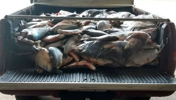 Polícia Ambiental apreende mais de meia tonelada de pescados e capivara abatida