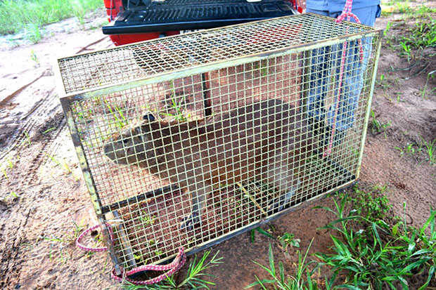 Capivara adulta é encontrada em quintal de casa em Tupã