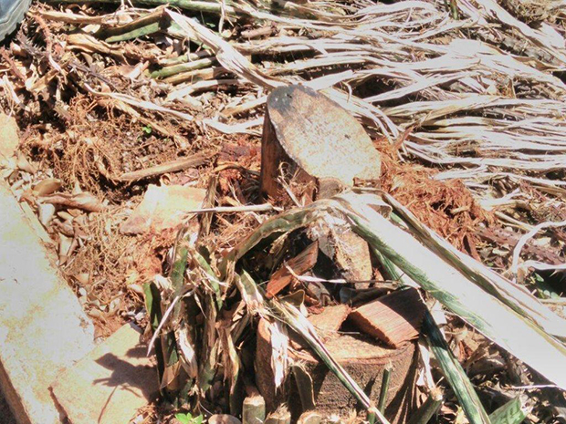 Polícia Ambiental de Tupã flagra corte ilegal de árvores nativas em Rinópolis