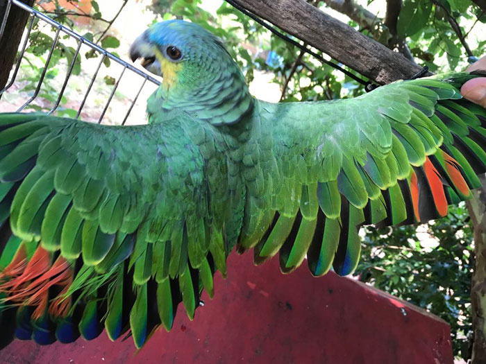 Aves mantidas ilegalmente em cativeiro e sofrendo maus tratos são apreendidas em Arco-Íris