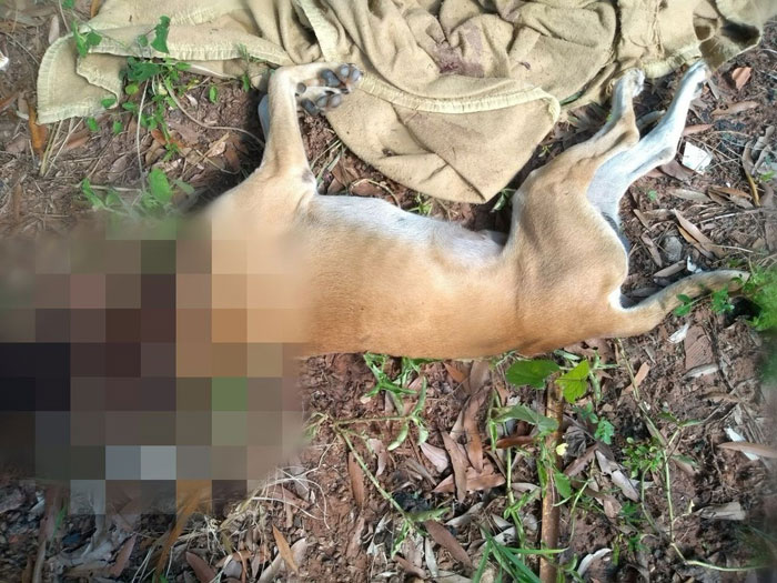 Adolescente degola cão e deixa cabeça no quintal de ex-namorada após briga