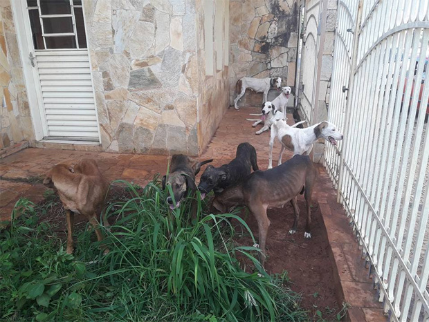 Homem é multado em R$ 81 mil por maltratar cães em Tupã