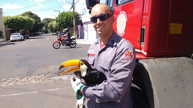 Corpo de Bombeiros de Tupã captura tucano em via pública de Quintana