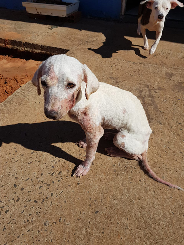 Maus tratos aos animais acaba em multa no valor de R$ 3 mil em Rinópolis