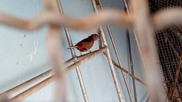 Polícia Ambiental apreende aves mantidas ilegalmente em cativeiro em Tupã