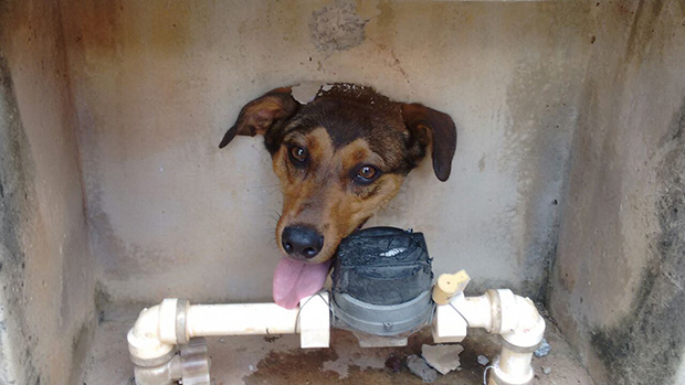 Cachorro com cabeça entalada em buraco de muro mobiliza bombeiros em Tupã