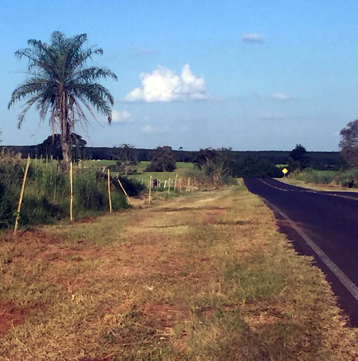 Vicinais recebem serviço de roçada e limpeza