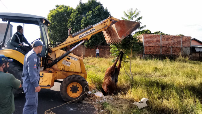 Cavalo morre depois de cair em bueiro na zona leste de Tupã