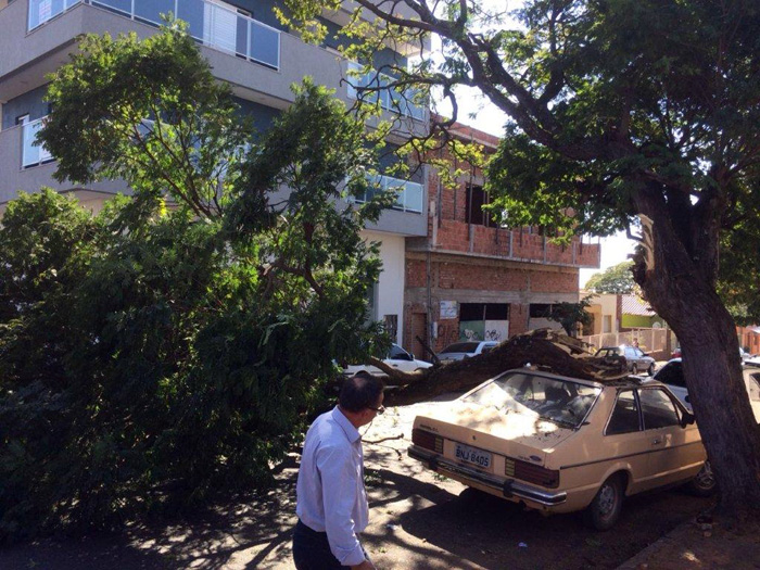 Após ser atingida por caminhão, árvore cai sobre dois veículos no centro