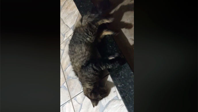 Moradora sofre ao ver gato morrendo envenenado em Tupã, veja o vídeo